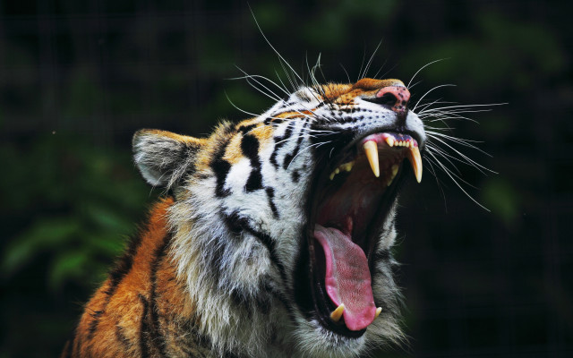 Tiger open mouth teeth blurry free wallpaper for desktop - medium preview image