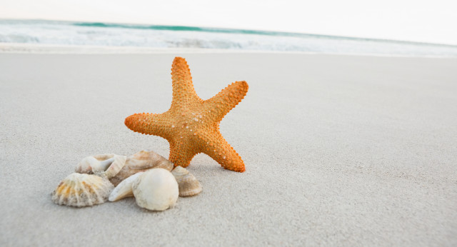 Starfish shells beach ocean waves free wallpaper for desktop - medium preview image