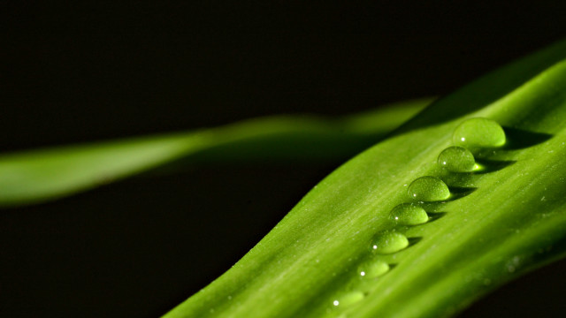 Green plant water drops macro #7 free wallpaper for desktop - medium preview image
