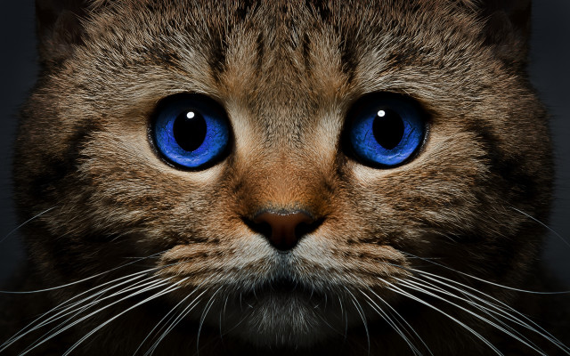 Blue eyes cat closeup photorealism #2 free wallpaper for desktop - medium preview image