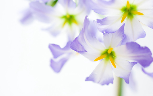 Daisy white flower yellow center free wallpaper for desktop - medium preview image