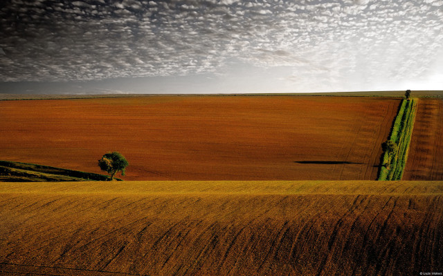 Lone tree wheat field cloudy free wallpaper for desktop - medium preview image