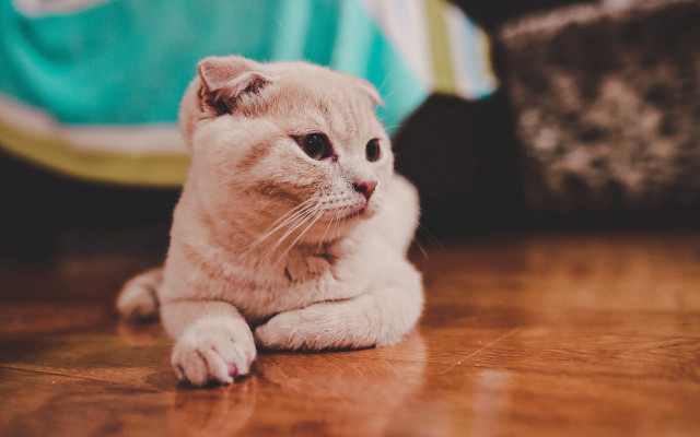 Sad cat photorealistic blurry background free wallpaper for desktop - medium preview image