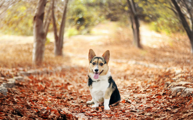 Dog leaves wooded autumn burn free wallpaper for desktop - medium preview image