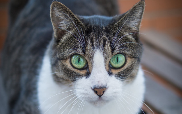 Black cat green eyes serious #4 free wallpaper for desktop - medium preview image