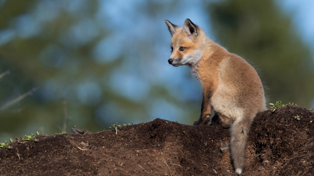 Small fox dirt mounds woods free wallpaper for desktop - medium preview image