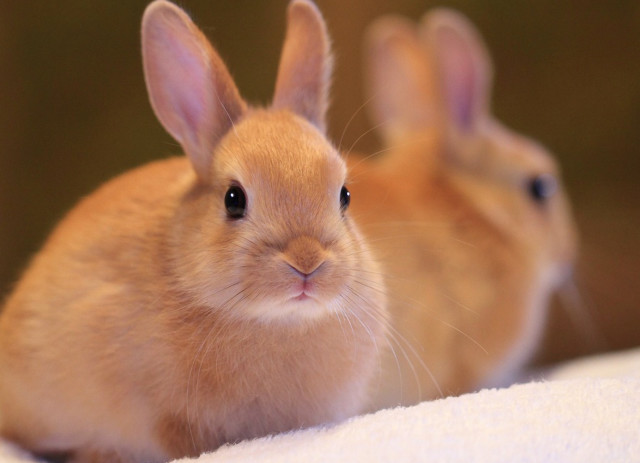Rabbits kawaii photorealistic blurry background free wallpaper for desktop - medium preview image