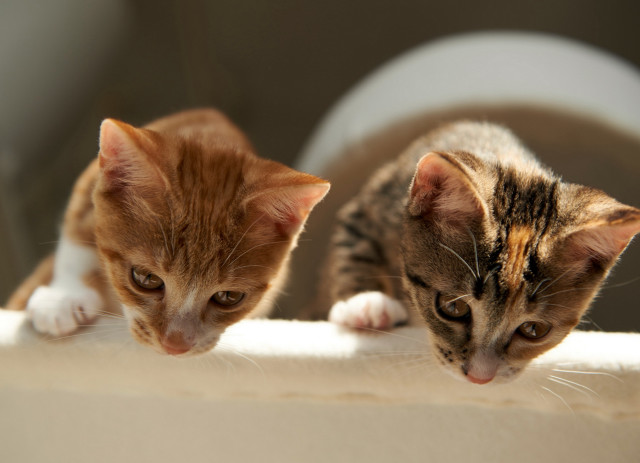 Kittens ledge room toilet animal free wallpaper for desktop - medium preview image