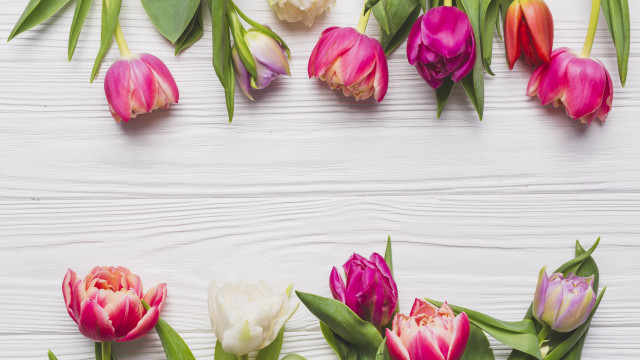 Flowers white surface stilllife potted free wallpaper for desktop - medium preview image