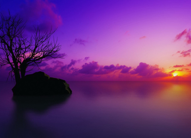 Lone tree purple sunset ocean free wallpaper for desktop - medium preview image