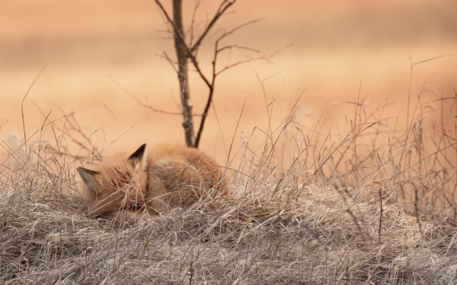 Small animal grass tree land free wallpaper for desktop - medium preview image