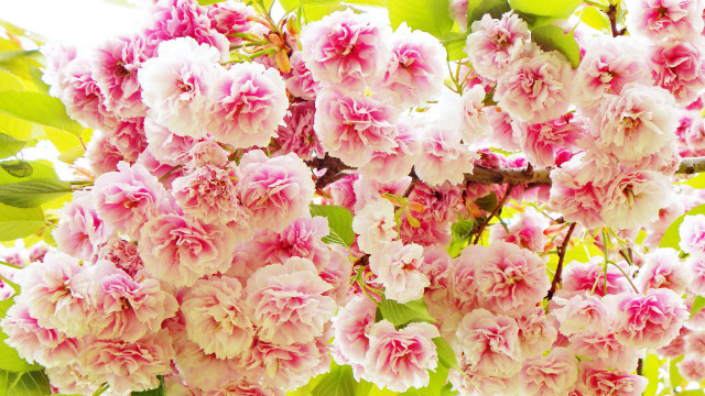 Pink flower tree branch sunlight free wallpaper for desktop - medium preview image