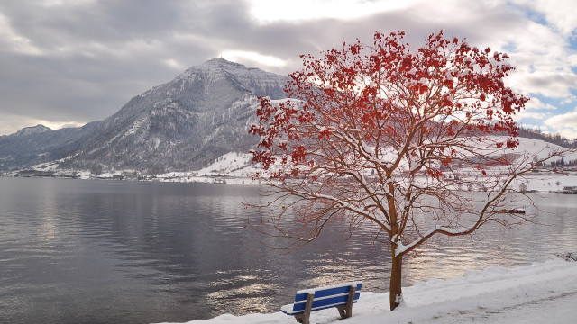 Snowy lake mountain bench tree free wallpaper for desktop - medium preview image