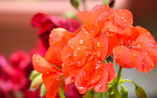 Flower waterdroplets bokeh impressionism macro free wallpaper for desktop - medium preview image