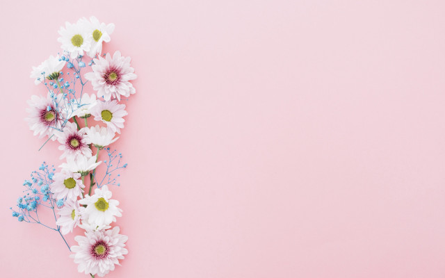 Daisies flower background pink gradient free wallpaper for desktop - medium preview image