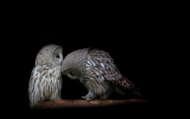 Dark owl bird heads touching free wallpaper for desktop - medium preview image