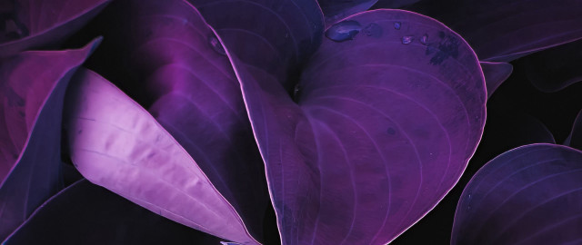 Purple plant leaves water droplets #2 free wallpaper for desktop - medium preview image
