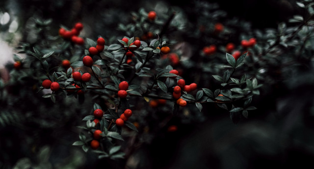 Red berry bush green leaves free wallpaper for desktop - medium preview image