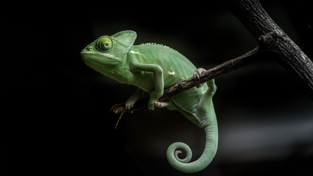 Green chameleon branch dark glowing free wallpaper for desktop - medium preview image