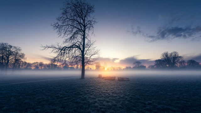 Foggy field tree bench sunset free wallpaper for desktop - medium preview image