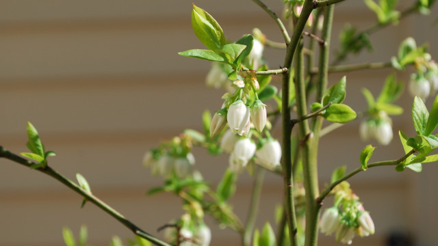 White flower green leaves macro #2 free wallpaper for desktop - medium preview image