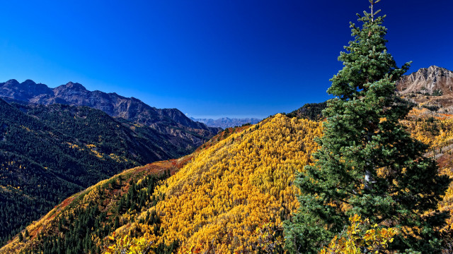 Mountain trees background sky autumn free wallpaper for desktop - medium preview image