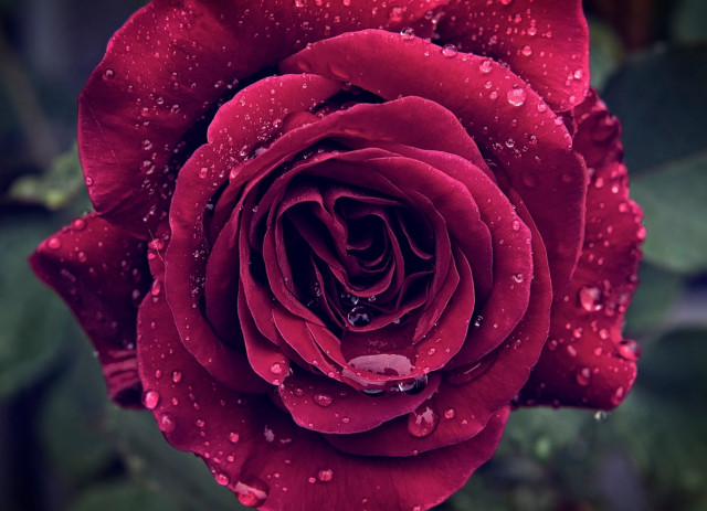 Red rose water droplets macro #39 free wallpaper for desktop - medium preview image