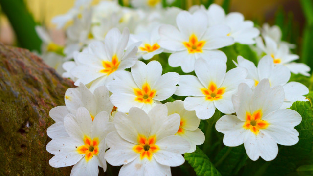White flowers yellow centers rock free wallpaper for desktop - medium preview image