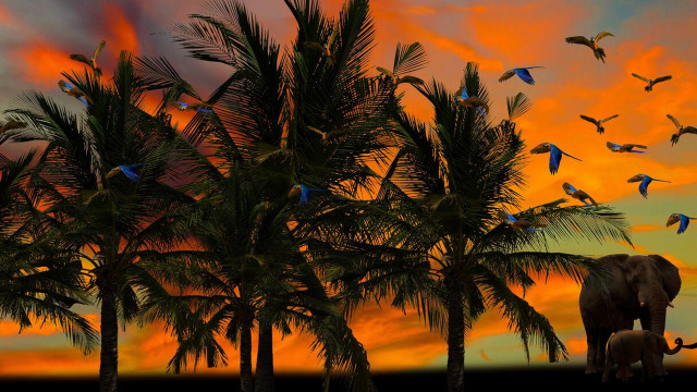 Sunset birds elephant matte painting free wallpaper for desktop - medium preview image