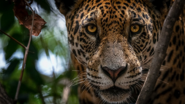 Leopard closeup tree branch leaves free wallpaper for desktop - medium preview image