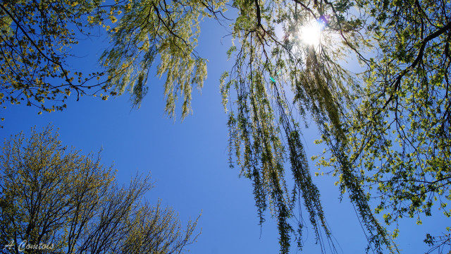 Tree sun leaves park sky free wallpaper for desktop - medium preview image