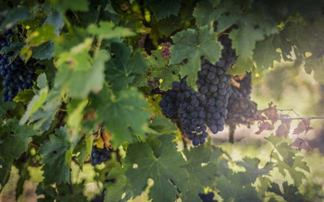 Grapes vineyard green leaves shallow free wallpaper for desktop - medium preview image