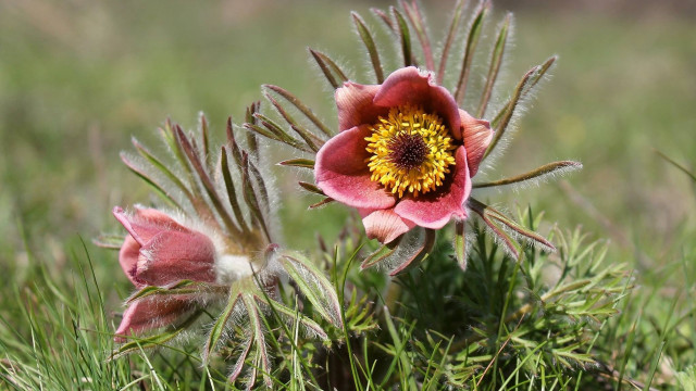 Pink flower yellow center grass free wallpaper for desktop - medium preview image
