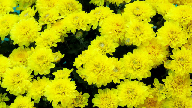 Yellow flower field blooming sunshine free wallpaper for desktop - medium preview image