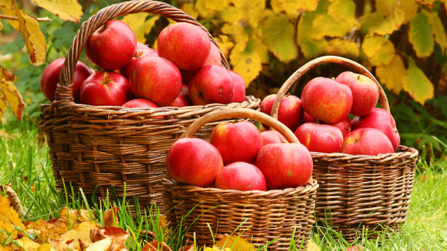 Baskets red apples grass leaves free wallpaper for desktop - medium preview image