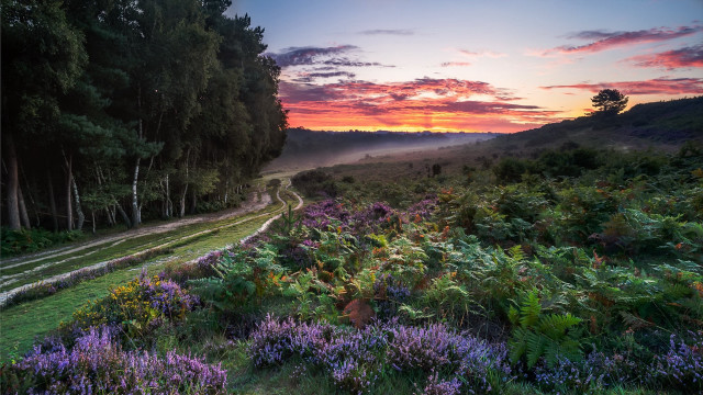 Sunset field flowers trees road #3 free wallpaper for desktop - medium preview image
