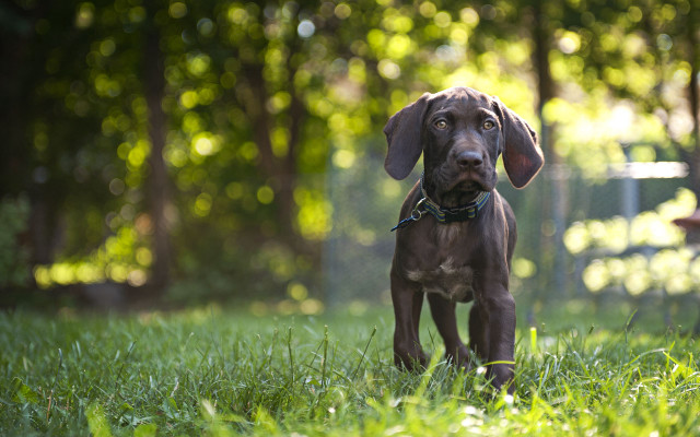 Dog grass fence tiltshift bokeh free wallpaper for desktop - medium preview image