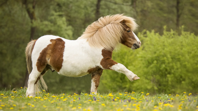 Small horse running flower field free wallpaper for desktop - medium preview image