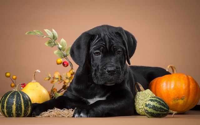 Black dog pumpkins gourds halloween free wallpaper for desktop - medium preview image