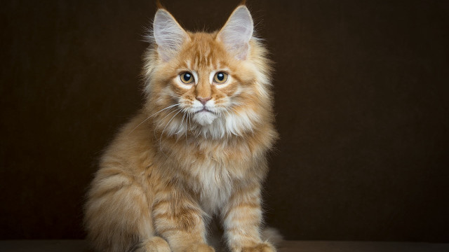 Fluffy orange cat sad blue free wallpaper for desktop - medium preview image