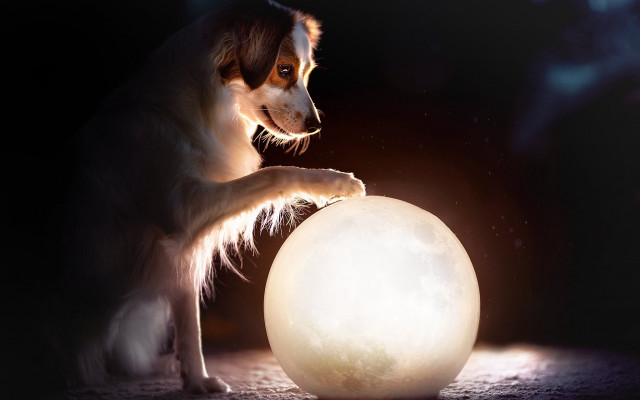Dog ball moon night space free wallpaper for desktop - medium preview image