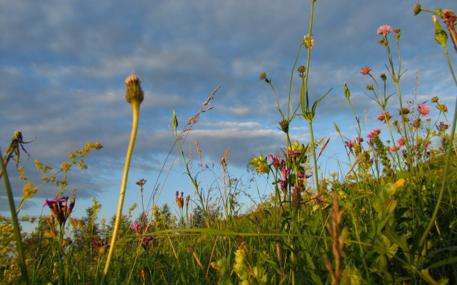 Wildflowers cloudy sky autumn nature free wallpaper for desktop - medium preview image