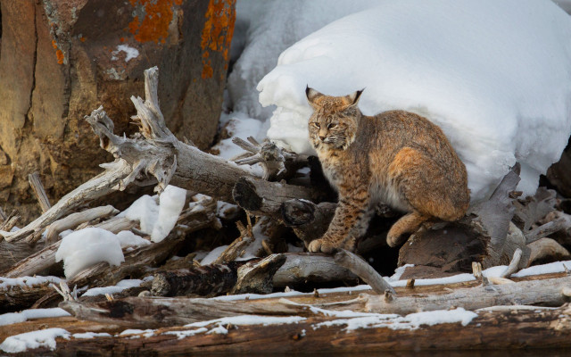 Cat walking wood snow tree free wallpaper for desktop - medium preview image