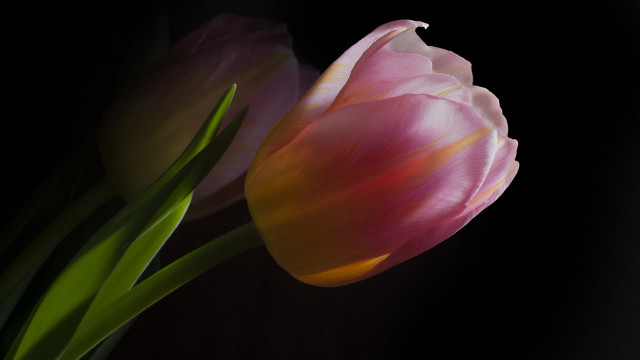 Pink flower black background green free wallpaper for desktop - medium preview image