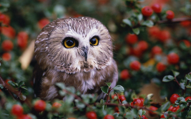 Owl berry bush wide eye free wallpaper for desktop - medium preview image
