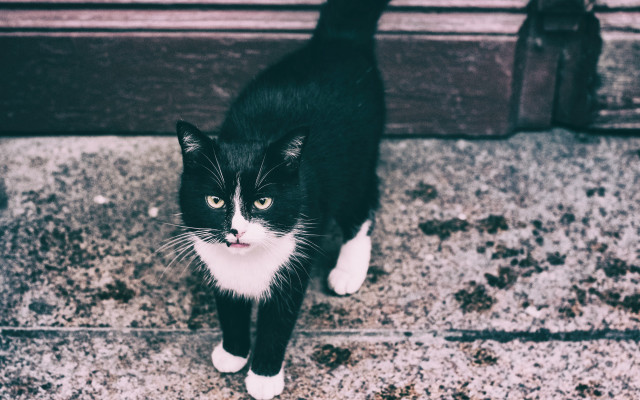 Black white cat sidewalk door free wallpaper for desktop - medium preview image