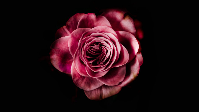 Pink rose dark room macro free wallpaper for desktop - medium preview image
