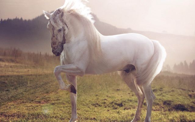 White horse lush field foggy free wallpaper for desktop - medium preview image