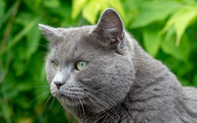 Gray cat green eyes bush free wallpaper for desktop - medium preview image