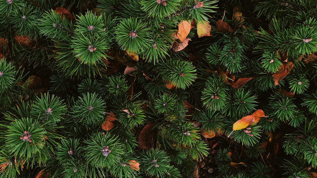 Tree leaves bird forest nature free wallpaper for desktop - medium preview image